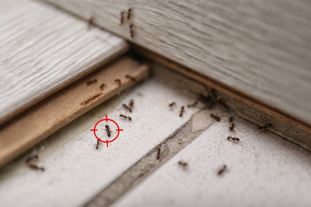 Best Spider Control Near Me  in Oak Ridge North, TX