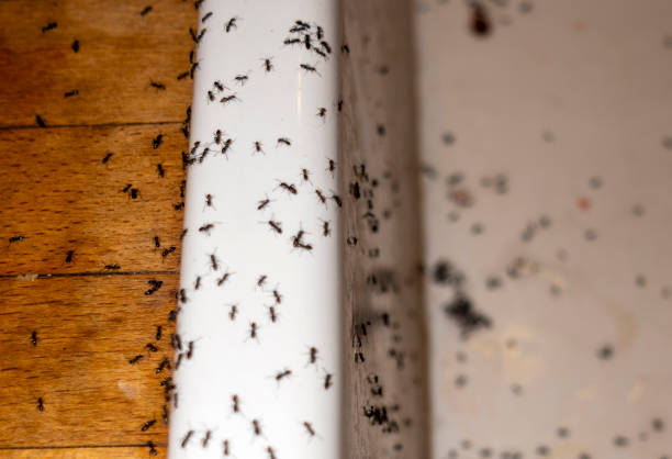 Best Commercial Pest Control Services  in Oak Ridge North, TX
