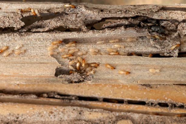 Best Cockroach Control Services  in Oak Ridge North, TX